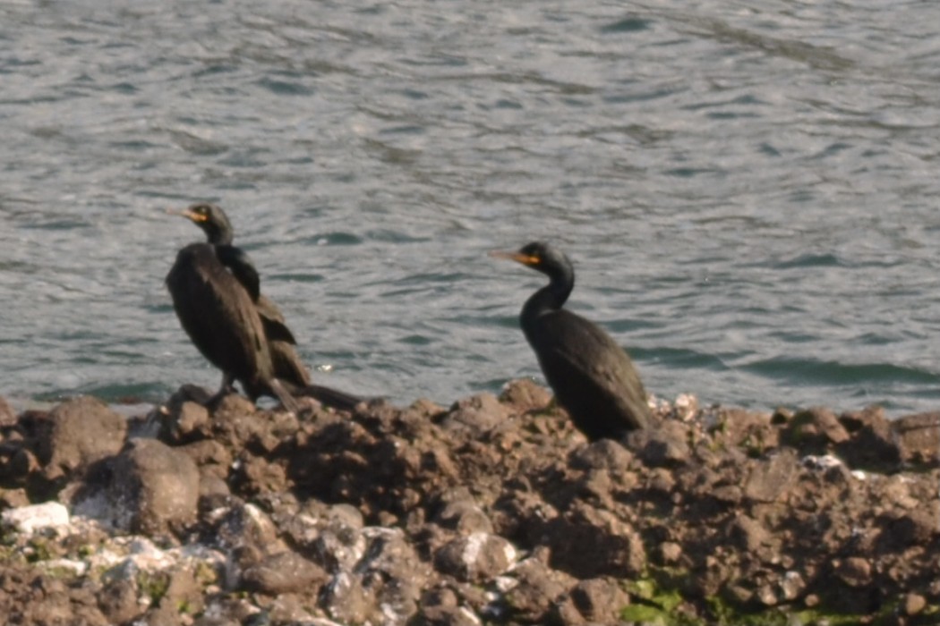 European Shag