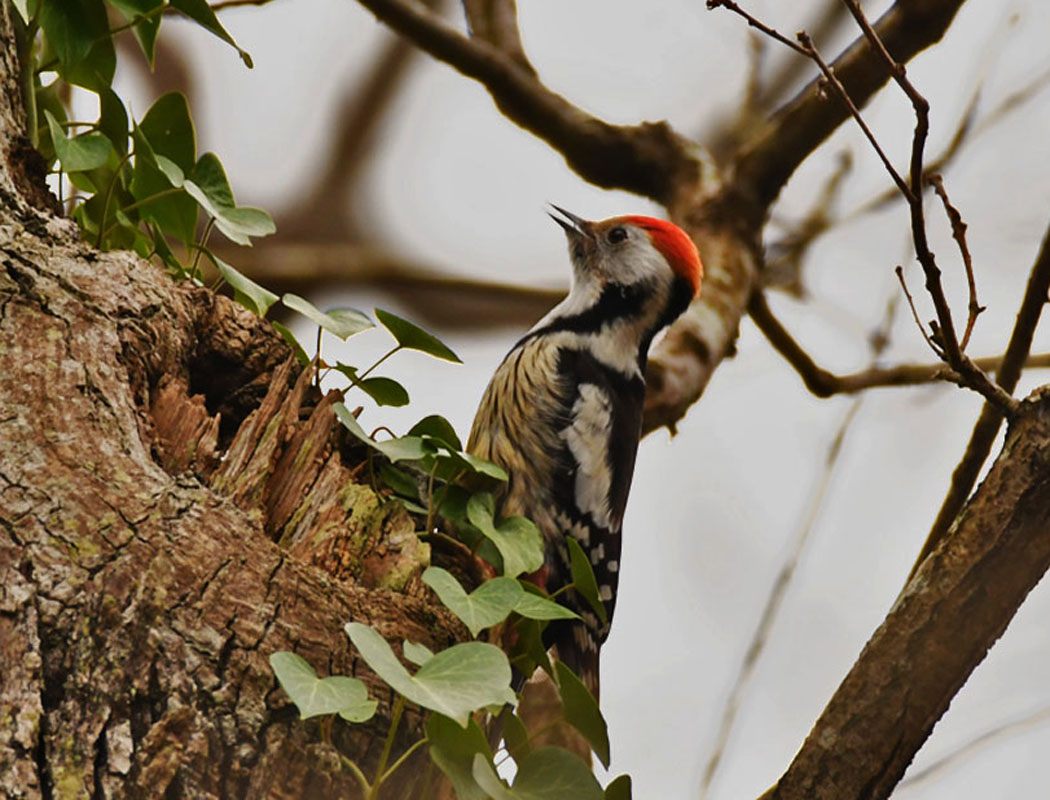 Middle Spotted Woodpecker