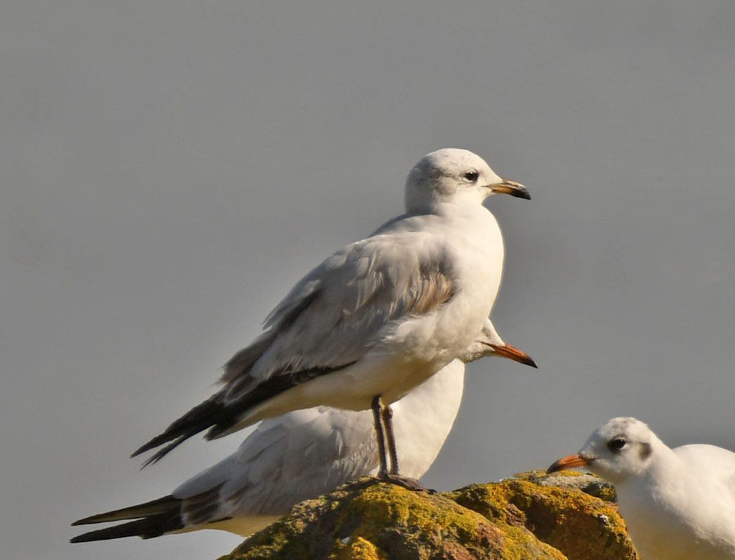 Mediterranean Gull