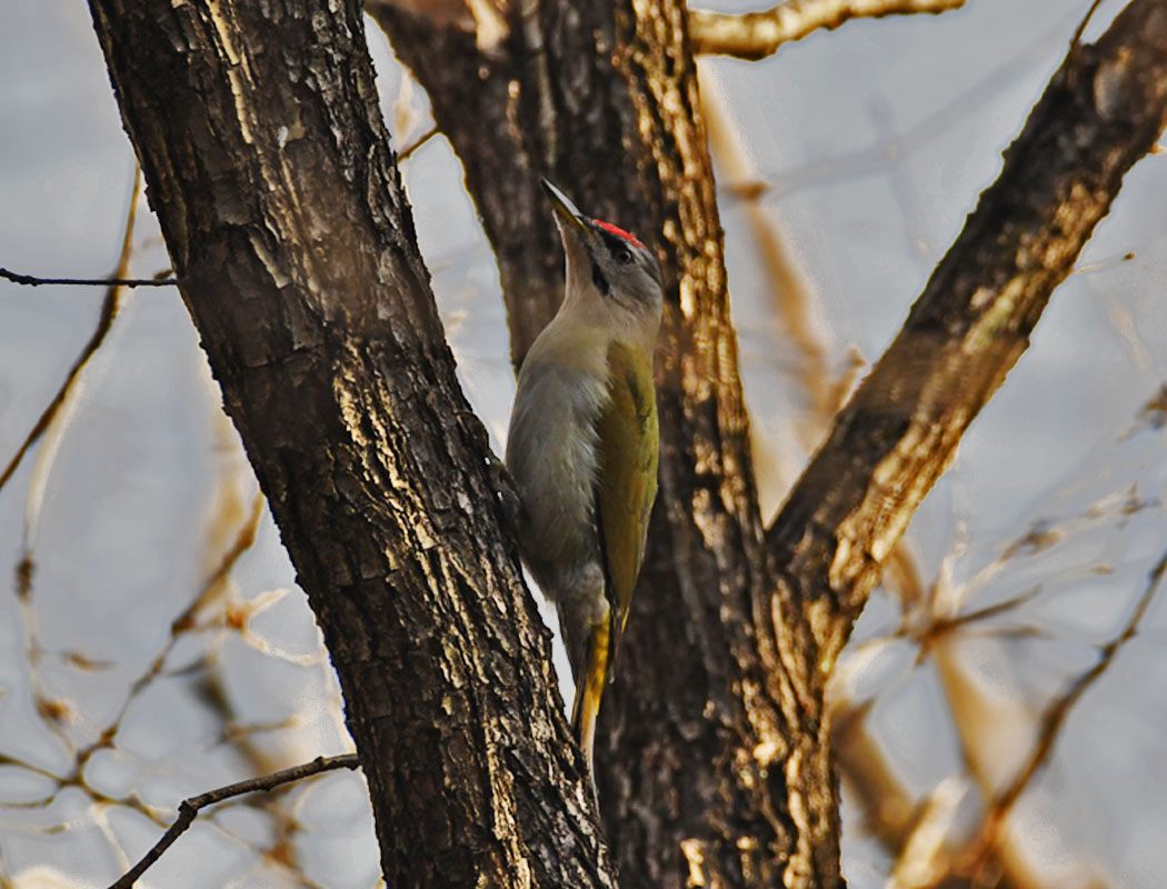 Grey-headed Woodpecker