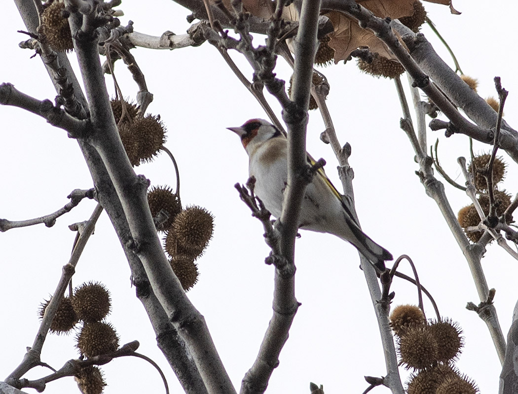 European Goldfinch