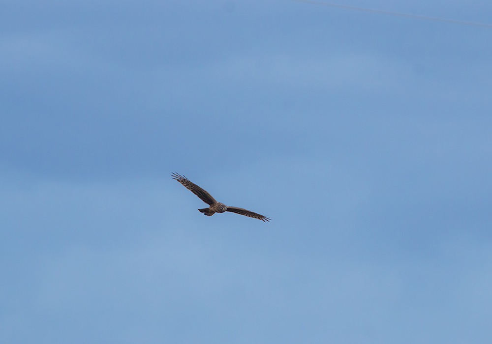 Hen Harrier