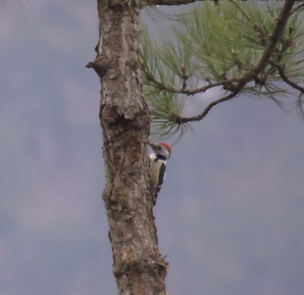 Middle Spotted Woodpecker