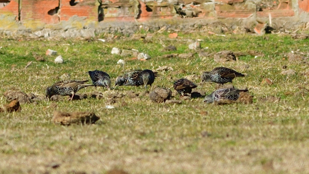 Common Starling