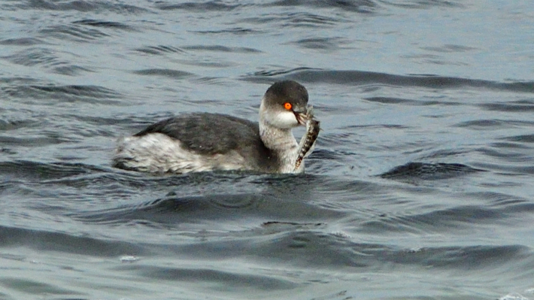 Black-necked Grebe