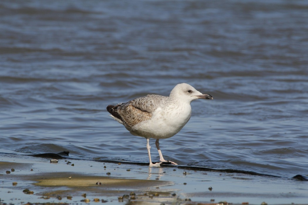 Yellow-legged Gull