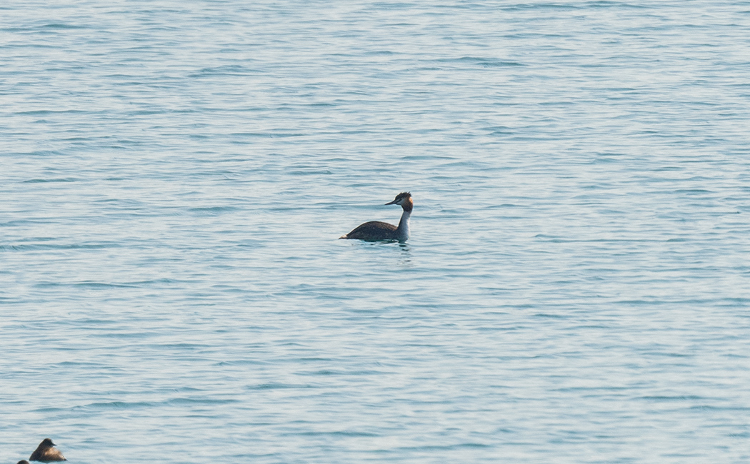 Great Crested Grebe