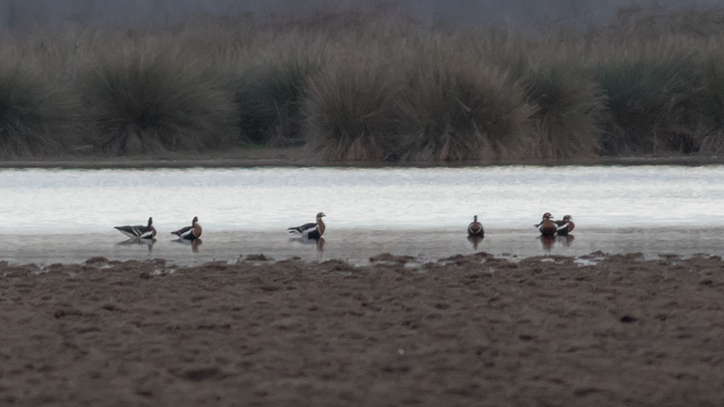 Red-breasted Goose