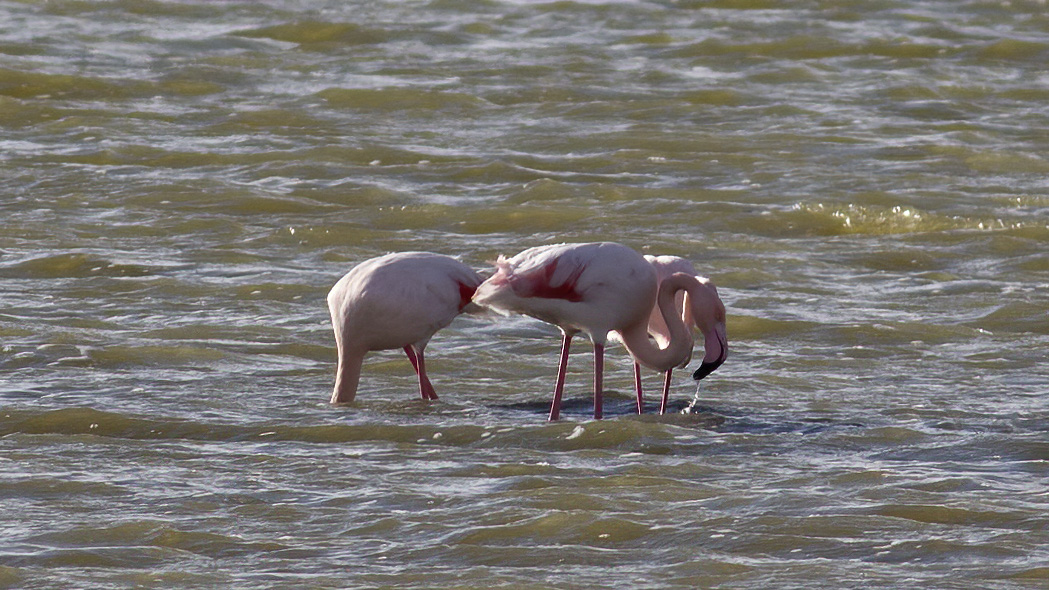 Greater Flamingo