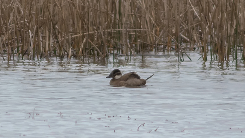 White-headed Duck