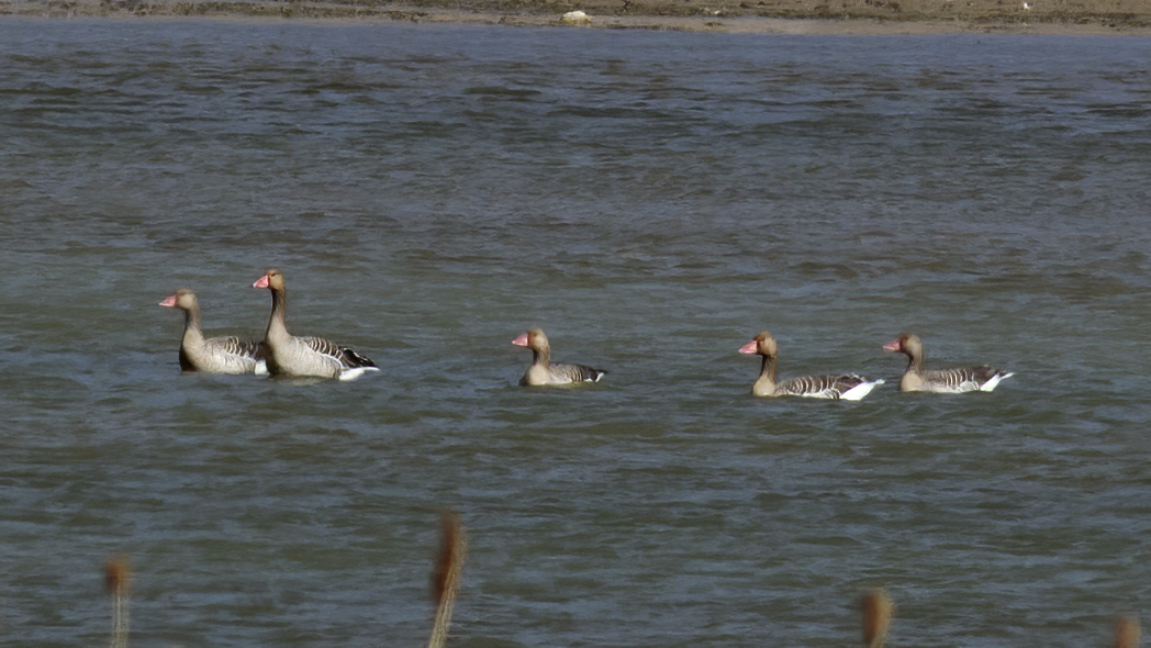 Greylag Goose