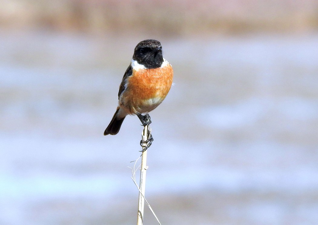 European Stonechat