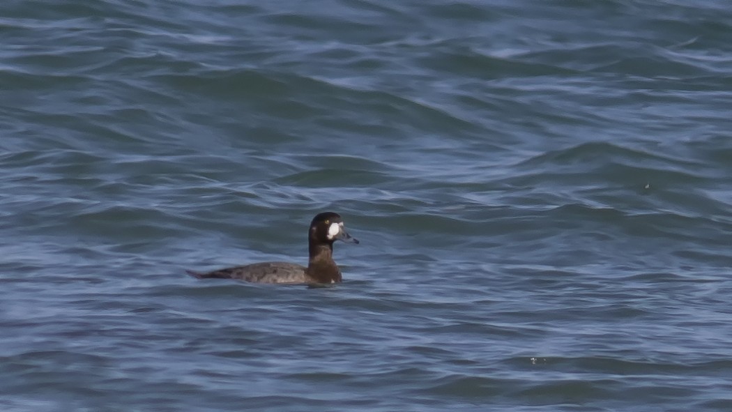 Greater Scaup