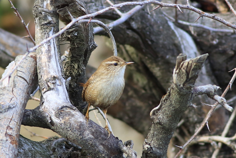 Eurasian Wren