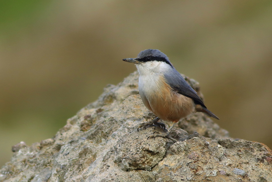 Western Rock Nuthatch