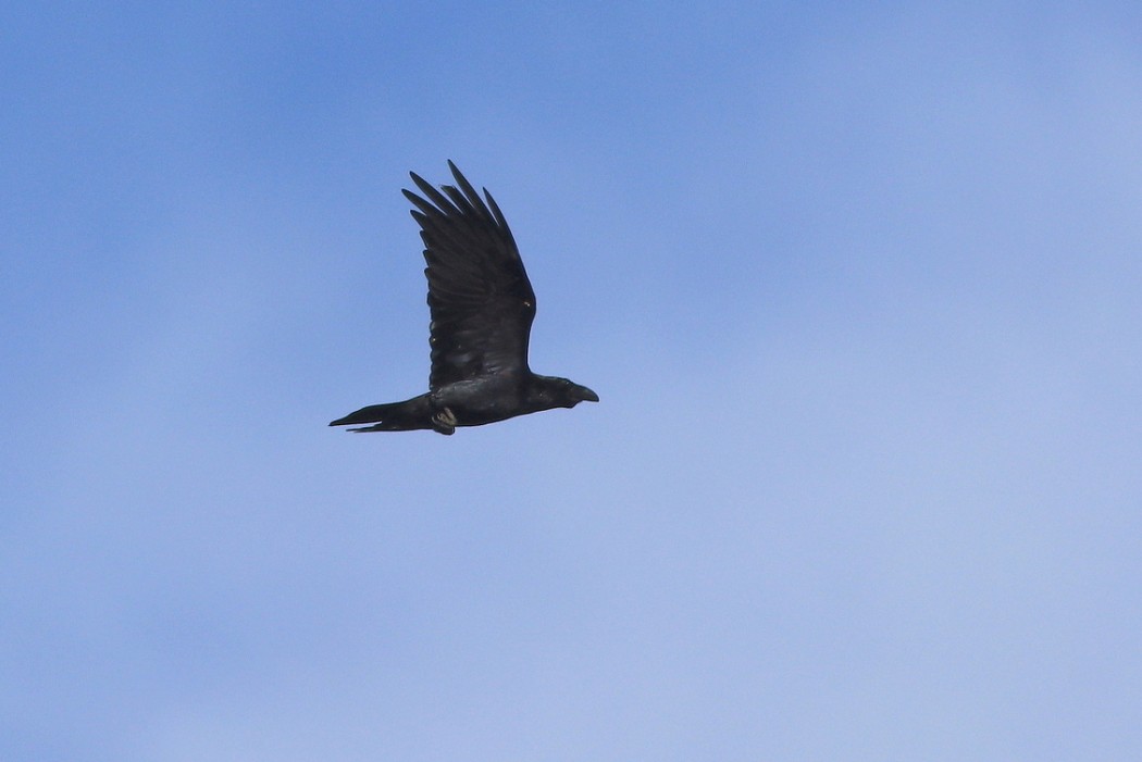 Northern Raven