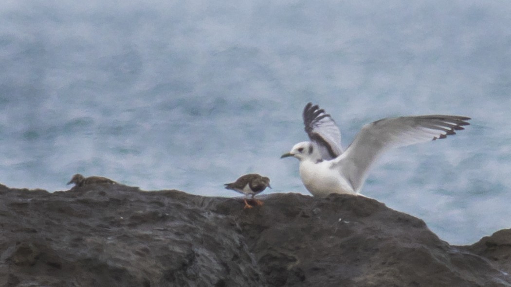Ruddy Turnstone