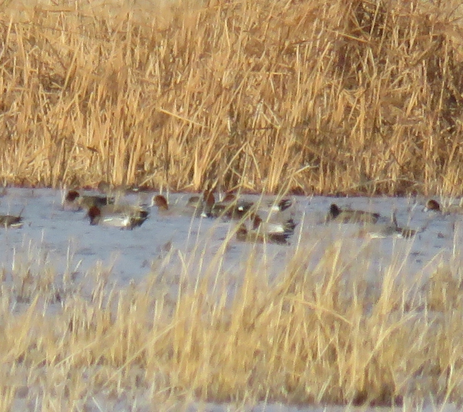 Eurasian Wigeon