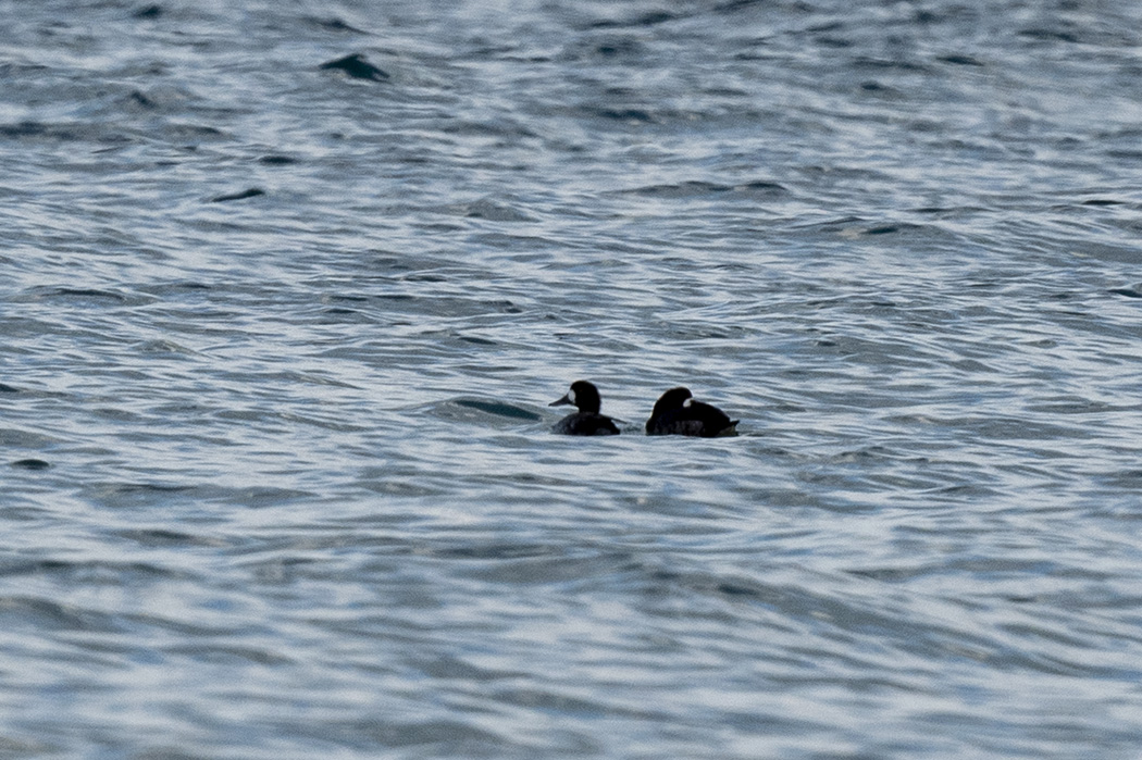 Greater Scaup