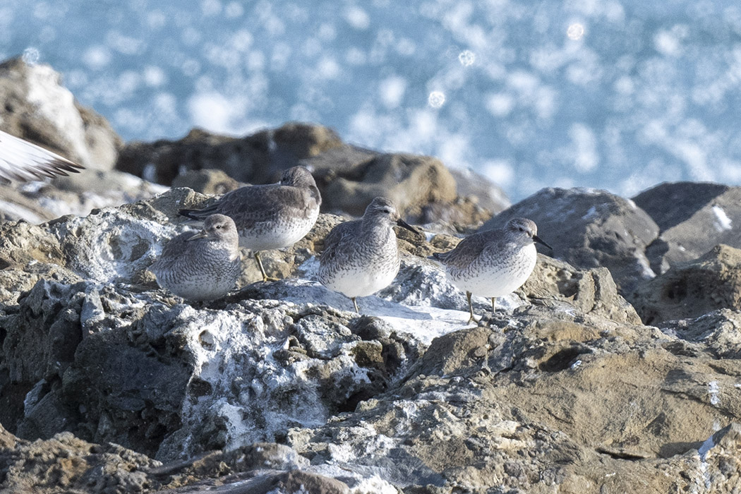 Red Knot