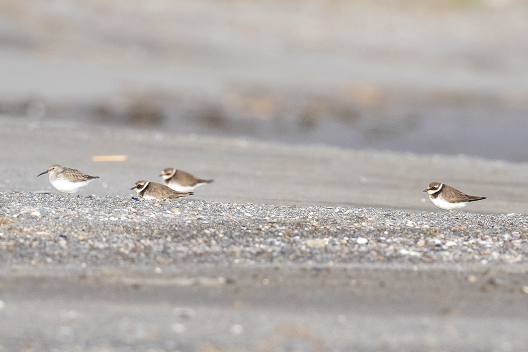 Common Ringed Plover