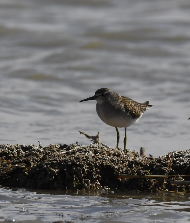 Wood Sandpiper