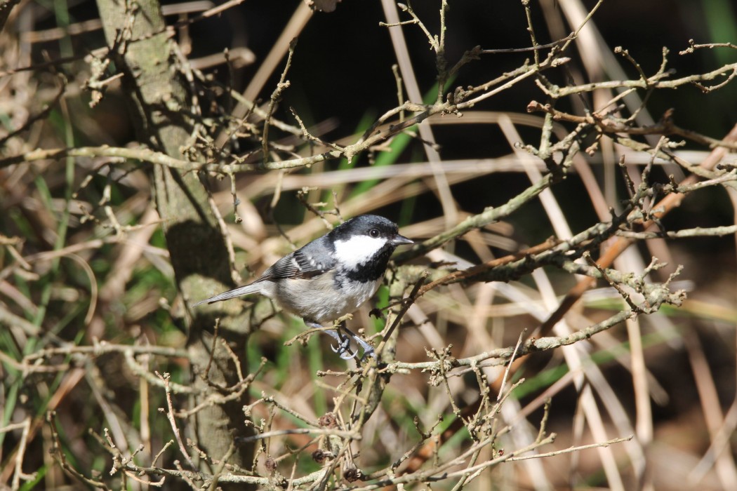 Coal Tit