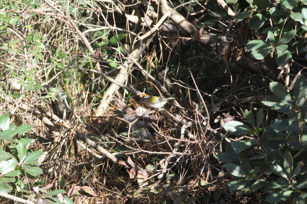 Common Firecrest