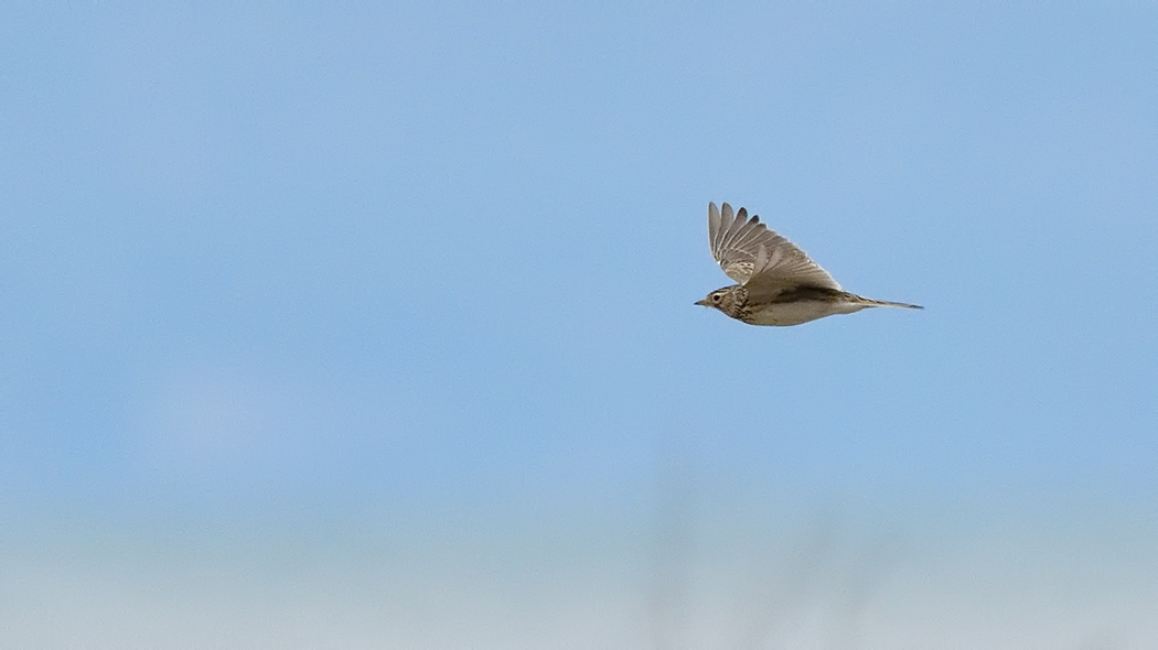 Eurasian Skylark