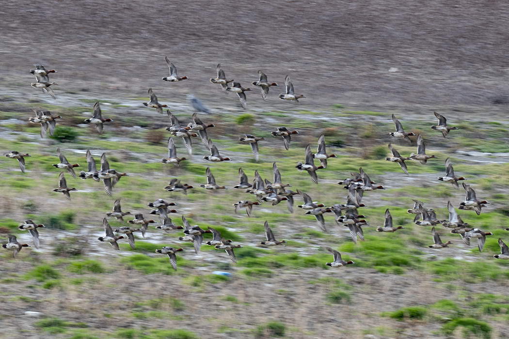 Eurasian Wigeon