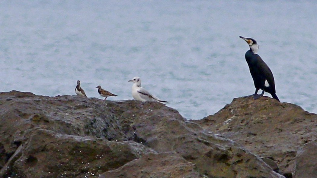 Ruddy Turnstone