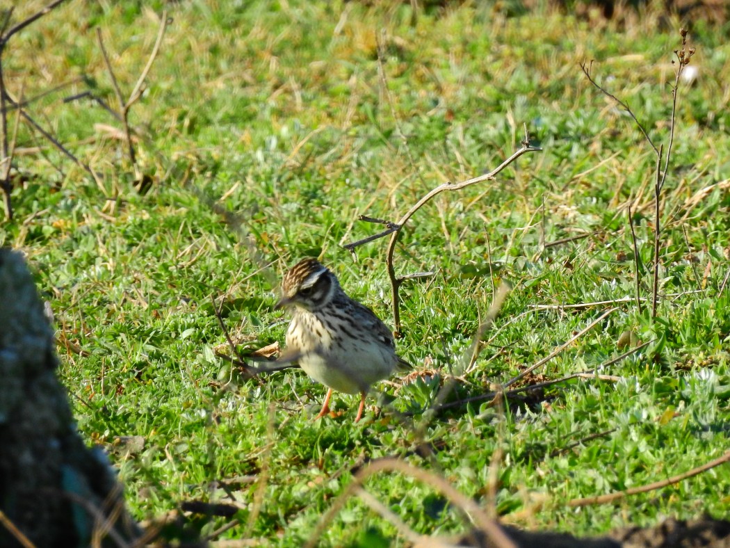 Woodlark