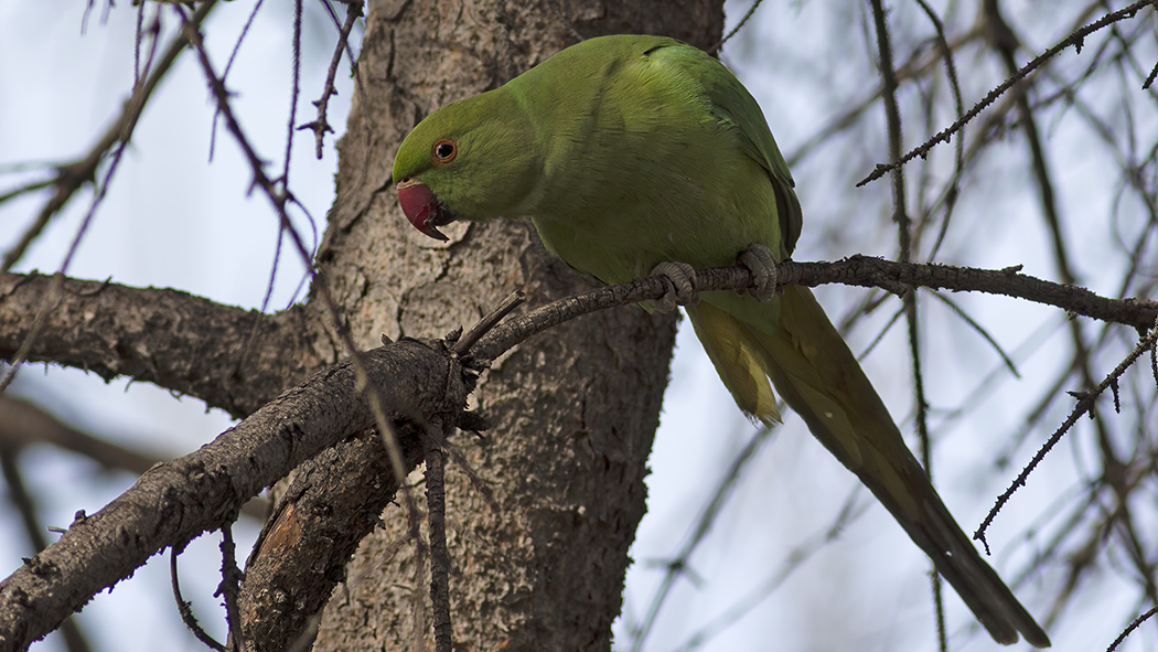 Rose-ringed Parakeet
