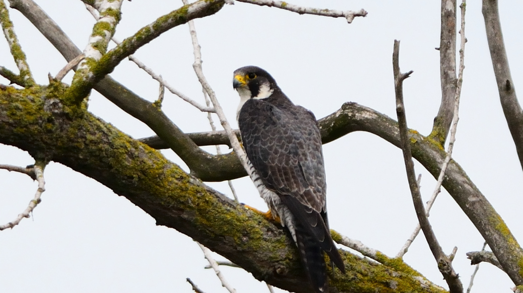 Peregrine Falcon
