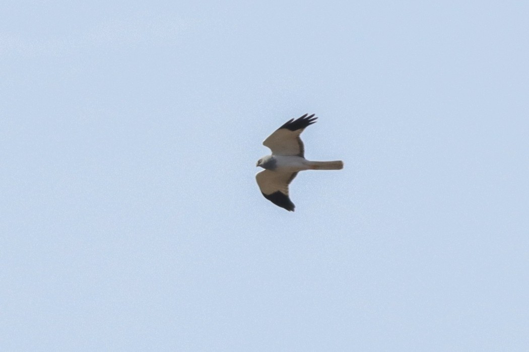 Hen Harrier