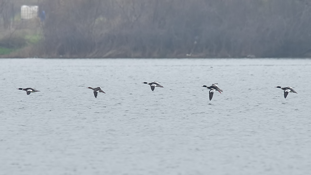 Red-breasted Merganser