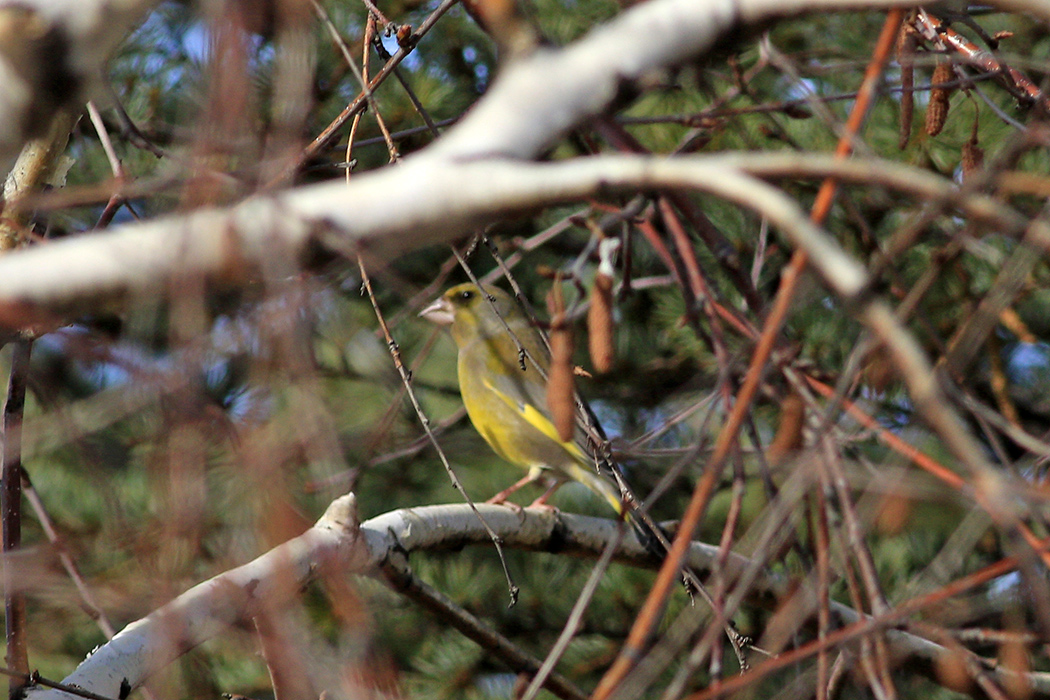 European Greenfinch
