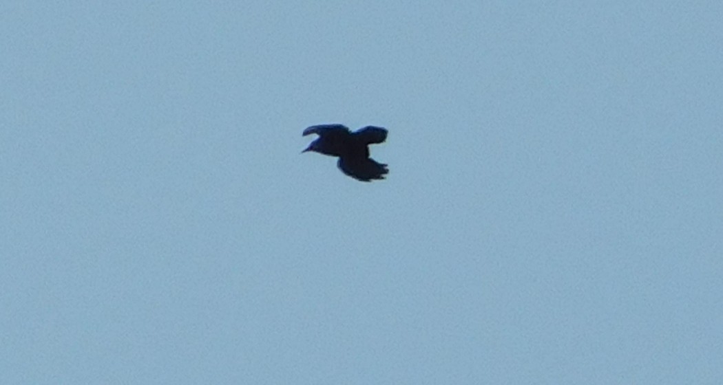 Red-billed Chough