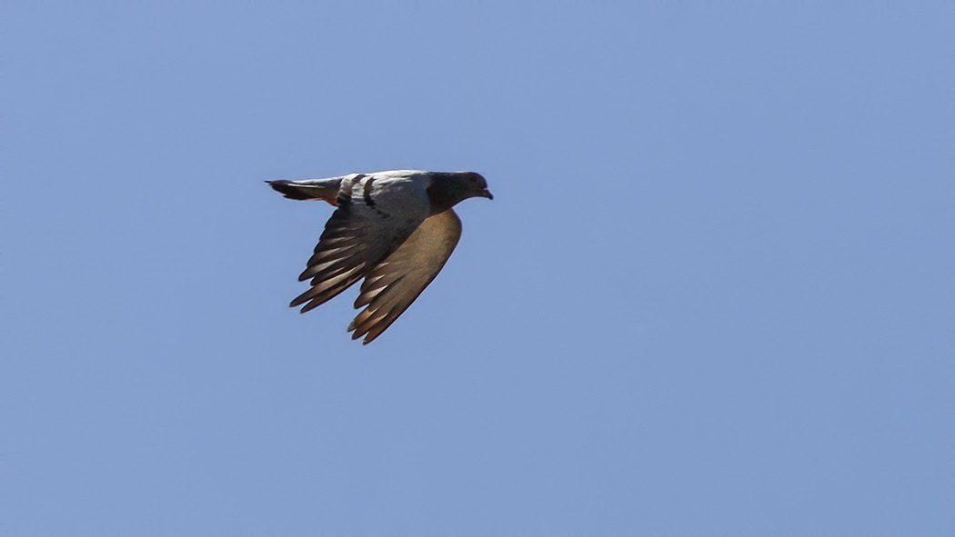 Rock Dove