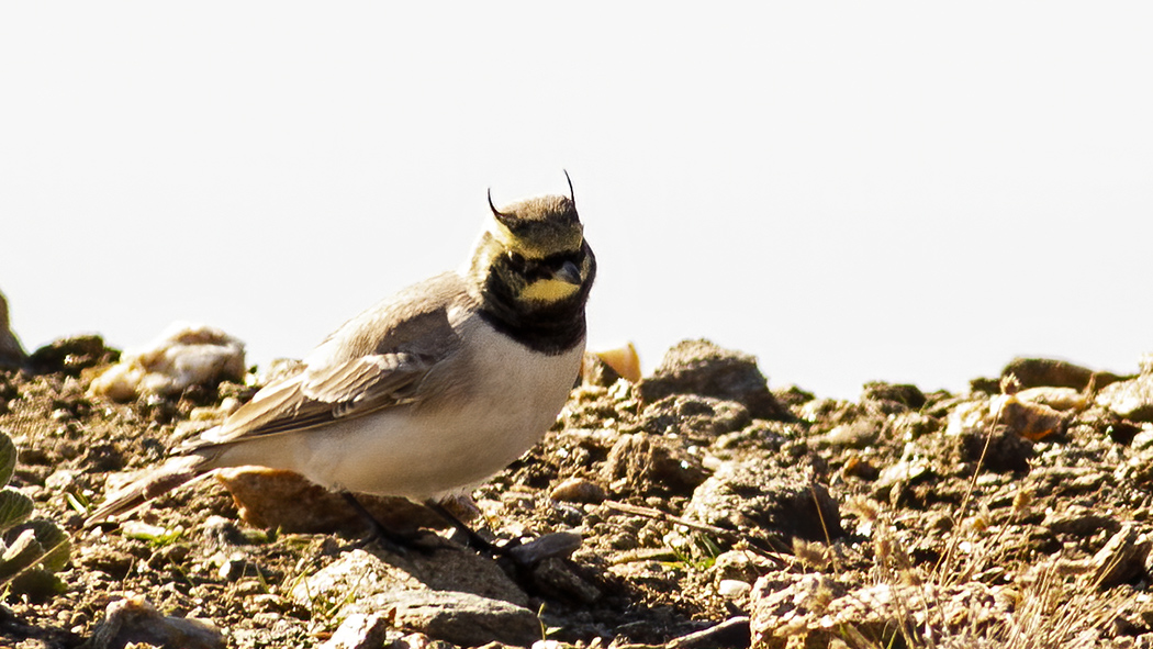 Horned Lark