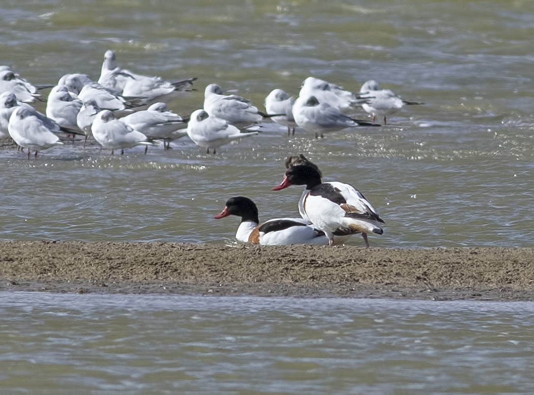 Common Shelduck