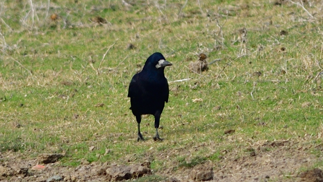 Ekin Kargası