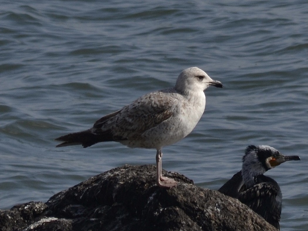 Armenian Gull