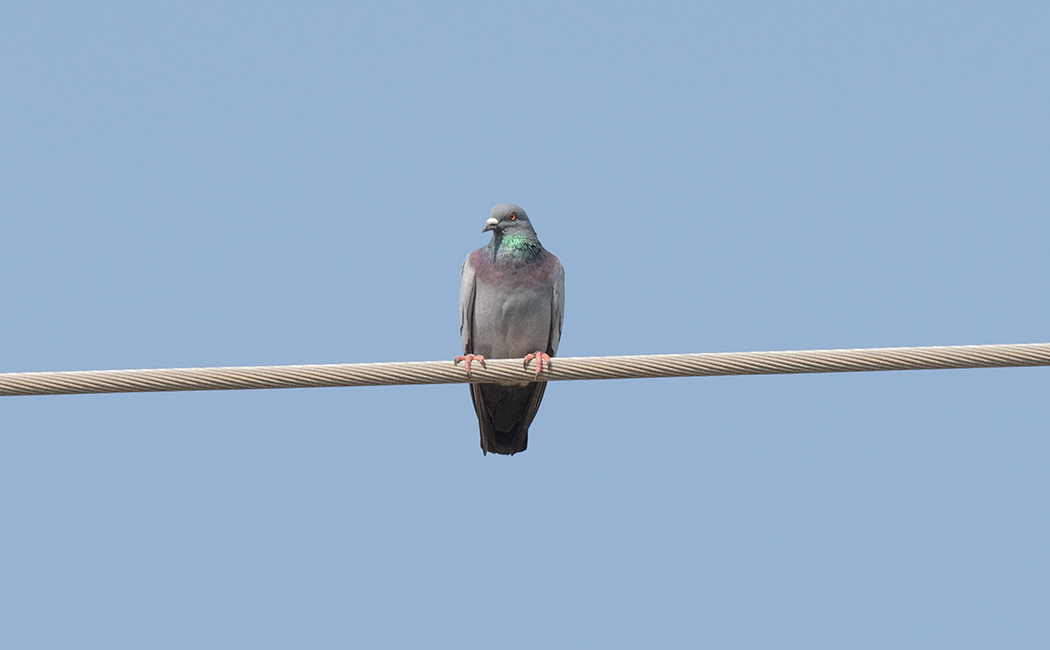 Rock Dove