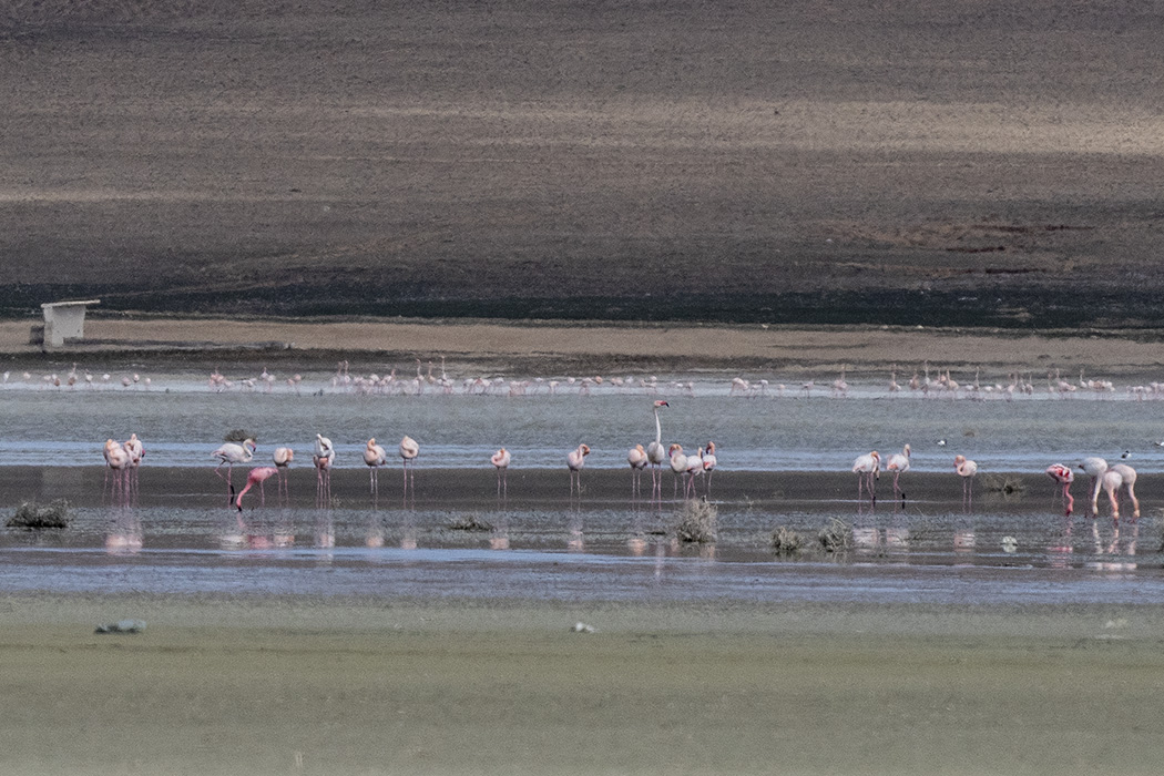 Küçük Flamingo