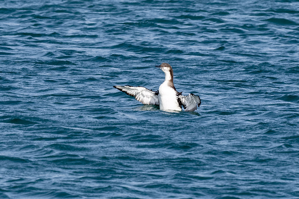 Black-throated Loon