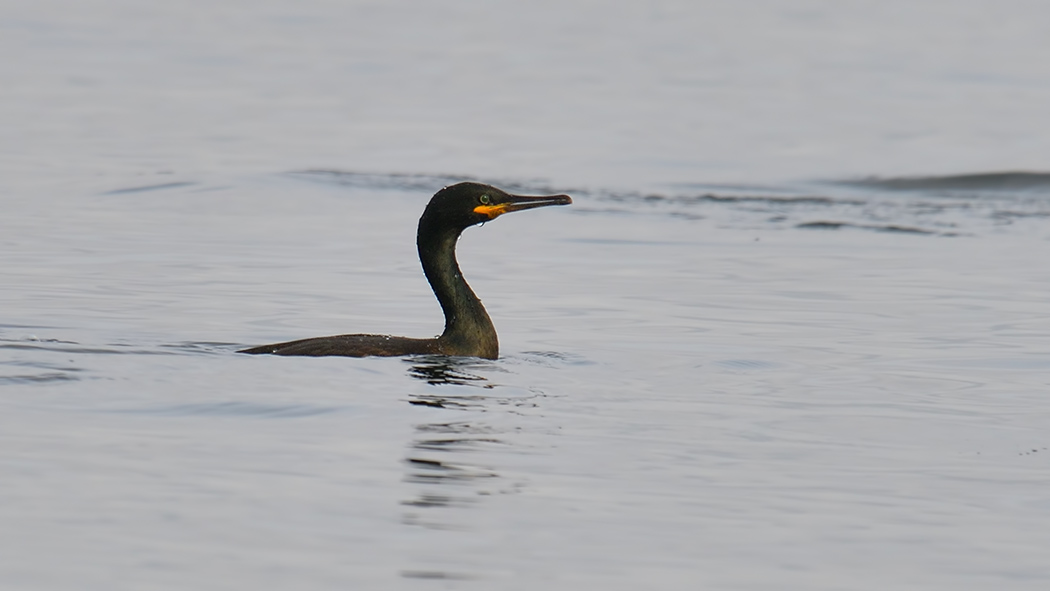 European Shag