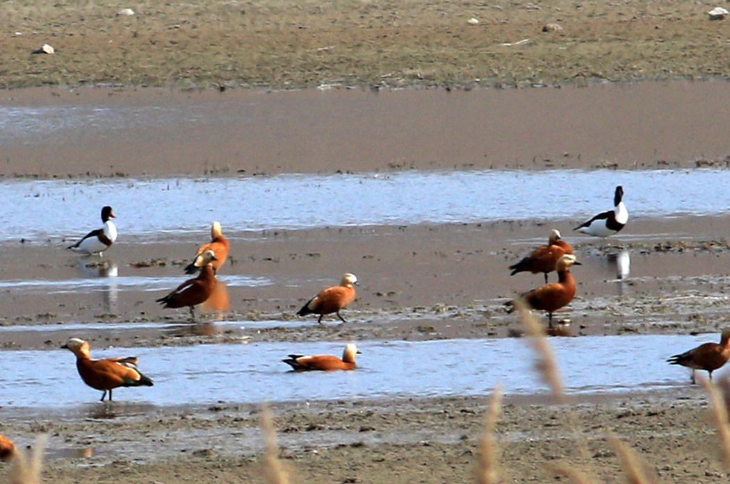 Common Shelduck
