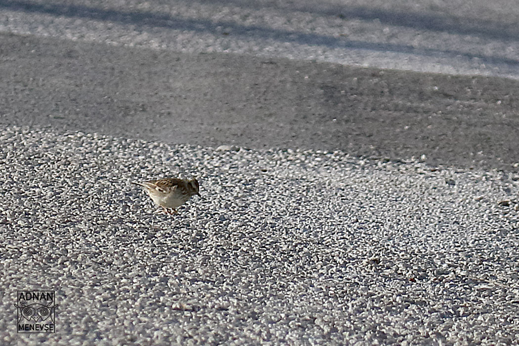 Woodlark