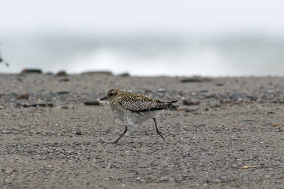 European Golden Plover